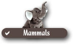 Checklist of Ty Beanie Baby Mammals
